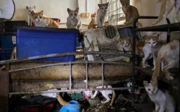 Bị xử tù vì bỏ mặc 43 con mèo