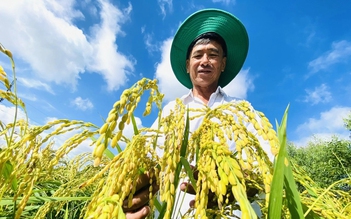 Thực hư việc Thái Lan, Campuchia trồng lúa thơm VN
