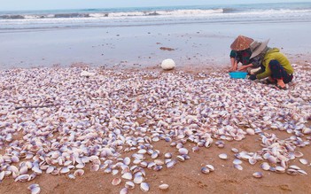Hàng tấn sò tím sóng đánh dạt vào bờ biển Hà Tĩnh