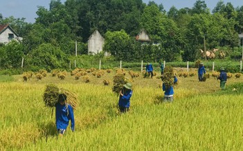 Thanh niên tình nguyện giúp dân thu hoạch lúa