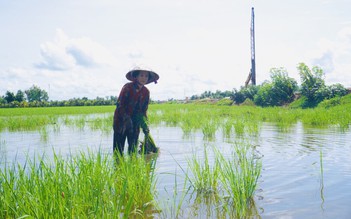 Hỗ trợ cho nông dân Hậu Giang có lúa bị nhiễm mặn ven đường cao tốc