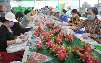 EU tăng tần suất kiểm tra ớt, thanh long từ Việt Nam