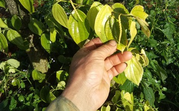 Tiêu tăng mạnh, nông dân lãi lớn