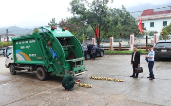 Tiêu hủy sâm Ngọc Linh giả