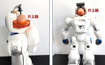 Trung Quốc tạo ra robot có não nhân tạo làm từ tế bào gốc con người