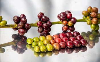 Giá cà phê robusta sắp tái lập kỷ lục
