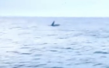 Cá voi vào săn mồi gần bờ biển Quy Nhơn