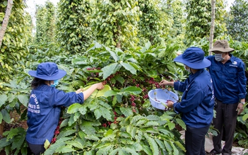 Giá cà phê tăng 4 tuần liên tiếp nhưng không đạt kỳ vọng