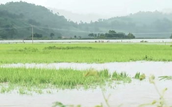 Đắk Lắk: Gần 1.200 ha lúa, hoa màu bị ngập lụt, nguy cơ mất trắng