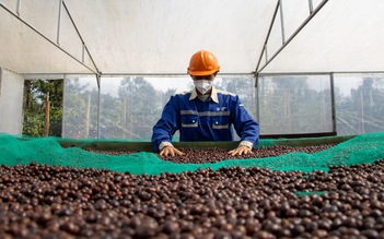 Một mình một chợ, cà phê robusta tăng giá mạnh