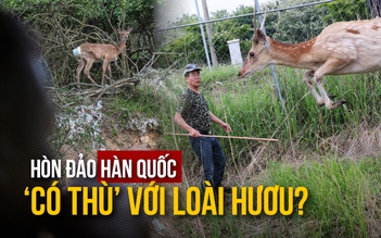 Vì sao hòn đảo Hàn Quốc ‘có thù’ với loài hươu?