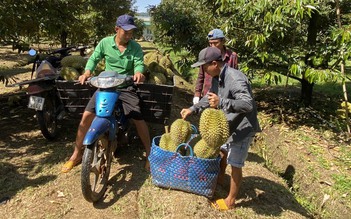 Nhiều nông sản bị 'áp lực' từ sầu riêng