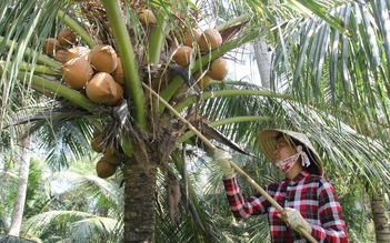 Thành phố ở Việt Nam: Bến Tre 'dừa ơi ta nhớ lắm nghe'