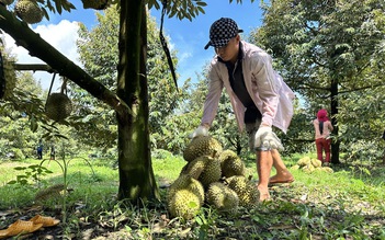 Sầu riêng Tây nguyên vào vụ, xuất khẩu rau quả tăng vọt