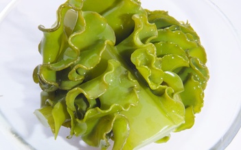 Hoạt chất fucoidan từ tảo nâu mekabu Nhật Bản hỗ trợ sức khỏe người bệnh ung thư