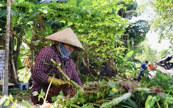 Làng nghề ở TP.HCM mùa tết: Người dân trồng rau nhút mong tết ấm no 