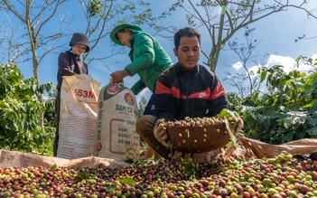 Đầu năm, giá cà phê tăng tưng bừng