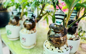 Người đàn ông khéo tay trình làng dừa bonsai hình rắn ngậm ngọc ở TP.HCM dịp tết