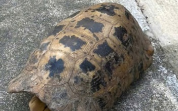 Đi hái rau, người phụ nữ bắt gặp rùa núi vàng quý hiếm