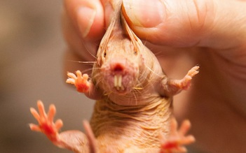 Phát hiện 'chìa khóa' tiềm năng kéo dài tuổi thọ