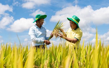 Phân Bón Cà Mau phát triển mô hình trình diễn giúp tăng năng suất cho cây lúa