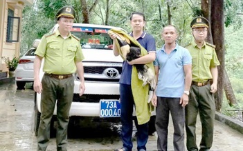 Sau mưa lớn, chim hồng hoàng quý hiếm bay vào vườn nhà dân