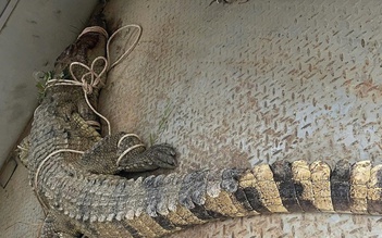 Đã bắt được cá sấu nghi tấn công người trên sông Chò