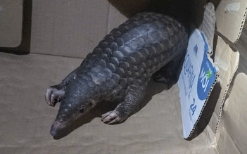 Bàn giao tê tê Java quý hiếm cho Vườn quốc gia Chư Mom Ray