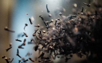 Phát hiện dấu vết phóng xạ tại trang trại đinh hương ở Indonesia