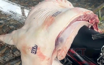 Cần Thơ: Phát hiện hàng trăm ký thịt nhiễm dịch tả heo châu Phi tại chợ