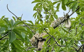 Người dân giao nộp con trăn phát hiện gần bến tàu du lịch Nha Trang