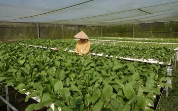 Nữ y sĩ đầu tư 1 tỉ đồng mở rộng 2.000 mét vuông đất trồng rau…