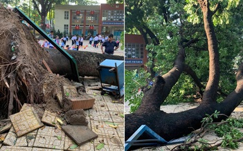 Đồng Nai: Cây xà cừ cao 20 m ở trường tiểu học bật gốc trong mưa