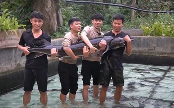 Cá tầm Siberi 50 kg nuôi ở Lai Châu góp mặt trong Tuần lễ nông sản Việt