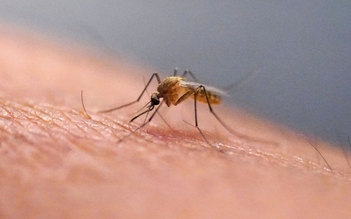 Lần đầu tiên phát hiện muỗi tại Iceland