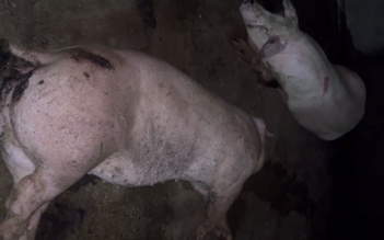 Thu mua lợn bệnh, lợn chết bán cho các bếp ăn công nhân