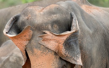 Những hình ảnh gây cười trong giải thưởng quốc tế về động vật hoang dã