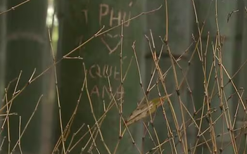 Dân mạng bức xúc trước dòng chữ tiếng Việt khắc trong rừng tre Nhật Bản