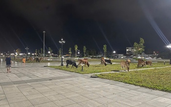 Phú Quốc dẹp nạn bò thả rông