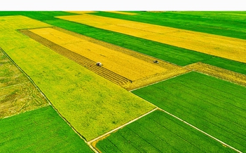 Bỏ sản xuất lúa nhỏ lẻ, nông dân miền Tây 'đổi đời' trên cánh đồng mẫu lớn