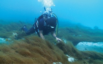 Hoạt chất Fucoidan Nhật Bản - Giải pháp chăm sóc sức khỏe từ thiên nhiên