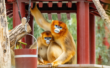 Khỉ lông vàng tiếp nối 'ngoại giao gấu trúc' của Trung Quốc
