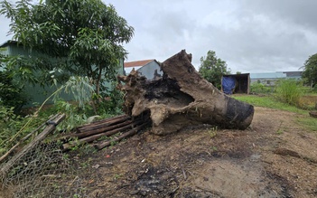 Phá nát bờ sông Ayun khai thác gỗ lạ