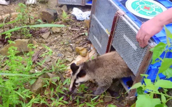 Tái thả 91 động vật rừng nguy cấp, quý hiếm về Vườn quốc gia Tam Đảo