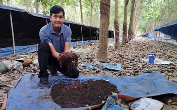 Vương trùn quế