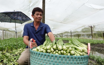 Trồng rau trong nhà lưới, nông dân miền Tây thu nhập hơn 20 triệu đồng/tháng