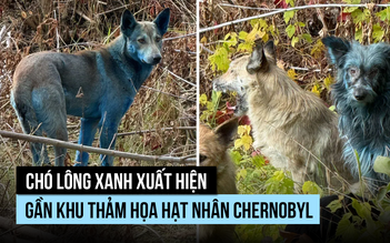 Vì sao có chó lông xanh trong vùng thảm họa hạt nhân Chernobyl?