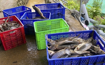 Sạt lở quả đồi, đất tràn xuống trại nuôi cá tầm, thiệt hại gần 8 tỉ đồng