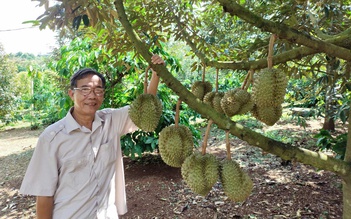 Đại nông trại sầu riêng dùng công nghệ