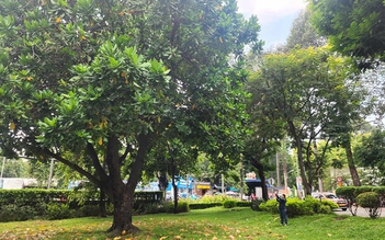 Cây lạ giữa phố: Bao báp khổng lồ và bàng vuông Trường Sa
